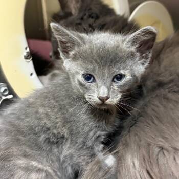 Domestic Short Hair Cats Available for Adoption in Flagstaff, Arizona - Chimera - In Foster! | PetCurious