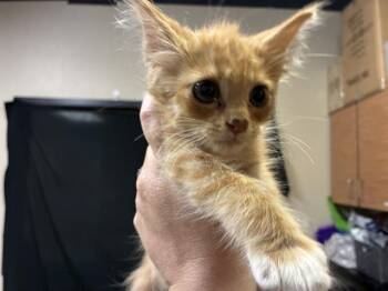 A611678 -  Domestic Short Hair Cat for Adoption in Modesto, California - A611678 | PetCurious