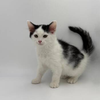 Cutco -  Domestic Long Hair Cat for Adoption in State College, Pennsylvania - Cutco | PetCurious