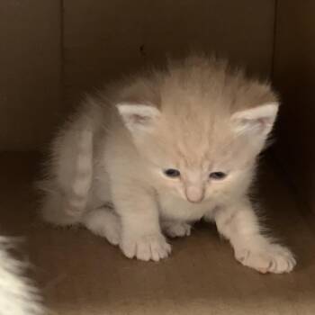 Domestic Short Hair Cats Available for Adoption in Leander, Texas - Cora | PetCurious