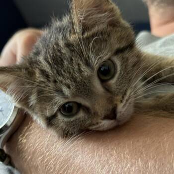 Pastrami -  Domestic Short Hair Cat for Adoption in La Grange, Kentucky - Pastrami | PetCurious