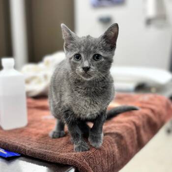 Henry -  Domestic Short Hair Cat for Adoption in Nashville, Indiana - Henry | PetCurious