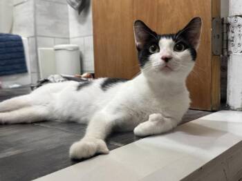 Micky -  Domestic Short Hair Cat for Adoption - Micky | PetCurious