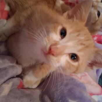 Sweet Potato - the kissing bandit -  Tabby and Domestic Short Hair Cat for Adoption in Macomb, Michigan - Sweet Potato - The Kissing Bandit | PetCurious