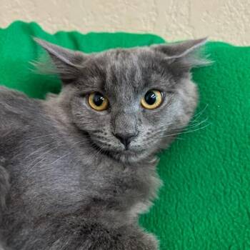Bell -  Domestic Medium Hair Cat for Adoption in Medford, Oregon - Bell | PetCurious