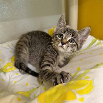 Alexie -  Domestic Short Hair and Tabby Cat for Adoption in Penn Yan, New York - Alexie | PetCurious