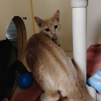 Leo (Bonded w/ Mufasa) -  Domestic Short Hair Cat for Adoption in Wilmington, Delaware - Leo (Bonded W/ Mufasa) | PetCurious