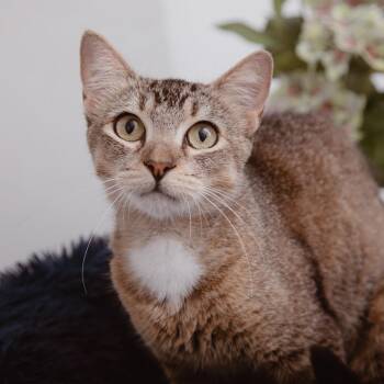 Figo -  Domestic Short Hair Cat for Adoption in Los Angeles, California - Figo | PetCurious