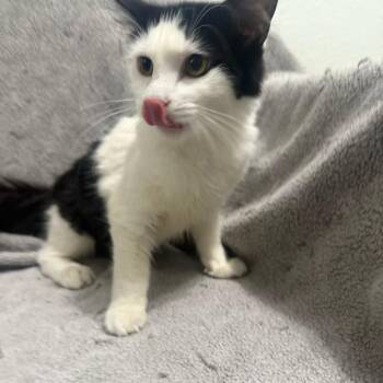 Pump -  Domestic Short Hair Cat for Adoption in Brea, California - Pump | PetCurious