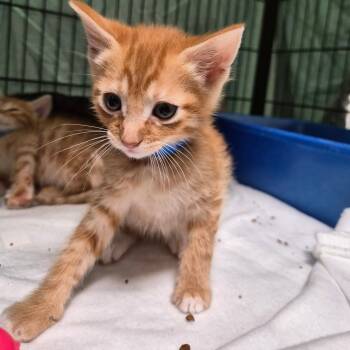 Rescue Domestic Short Hair Cats for Adoption in Montgomery, Alabama - Charlie | PetCurious