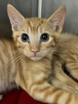 Lional -  Domestic Short Hair Cat for Adoption in Cottonwood, Arizona - Lional | PetCurious