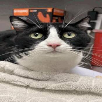 Benny -  Domestic Short Hair and Mixed Breed Cat for Adoption in Indianapolis, Indiana - Benny | PetCurious