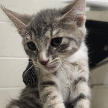 Cleo -  Domestic Short Hair Cat for Adoption in Murray, Utah - Cleo | PetCurious