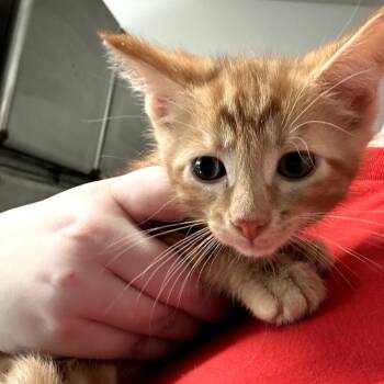 Kubota -  Domestic Short Hair Cat for Adoption in Leander, Texas - Kubota | PetCurious