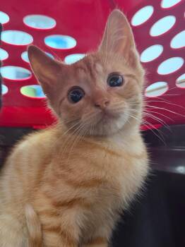 Celsius -  Domestic Short Hair Cat for Adoption in Pomona, New York - Celsius | PetCurious