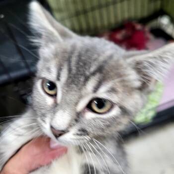 Justice -  Domestic Short Hair Cat for Adoption in Belfair, Washington - Justice | PetCurious