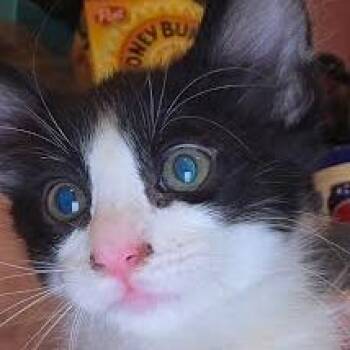 Bean -  Domestic Medium Hair Cat for Adoption in San Pablo, California - Bean | PetCurious