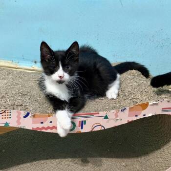 Boomer -  Domestic Short Hair Cat for Adoption in Westhampton, New York - Boomer | PetCurious