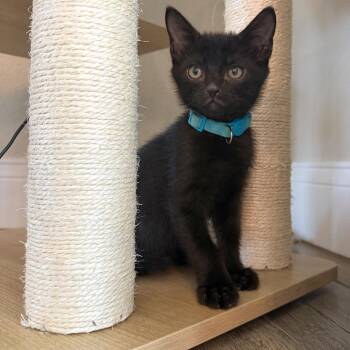 Prince -  Domestic Short Hair Cat for Adoption in Port Charlotte, Florida - Prince | PetCurious