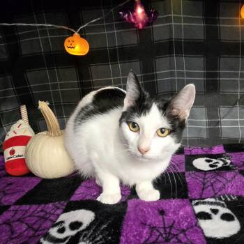 Rescue Domestic Short Hair Cats for Adoption in Eaton Rapids, Michigan - Runnin From The Popo 55489 | PetCurious