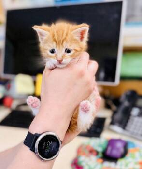 Domestic Short Hair Cats Available for Adoption in Sanford, North Carolina - Lobster | PetCurious