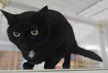 Ukulele -  Domestic Short Hair Cat for Adoption in Claremont, New Hampshire - Ukulele | PetCurious