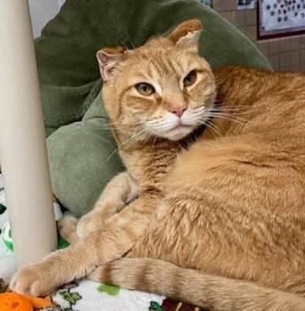 Domestic Short Hair Cats Available for Adoption - CARLY | PetCurious