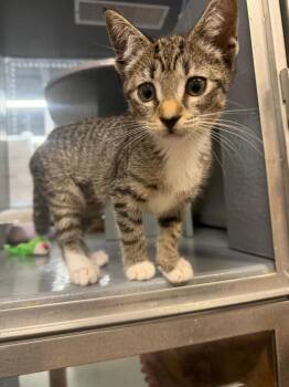 Wiffle -  Domestic Short Hair Cat for Adoption in St. Cloud, Florida - Wiffle | PetCurious