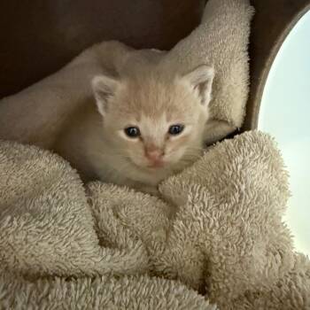 Valencia -  Domestic Short Hair Cat for Adoption in Norman, Oklahoma - Valencia | PetCurious