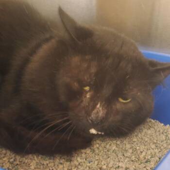 Spider -  Domestic Short Hair Cat for Adoption - Spider | PetCurious