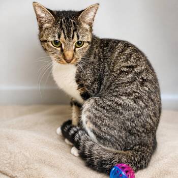 Jen Jelly Bean -  Domestic Short Hair Cat for Adoption in Hopkinton, Massachusetts - Jen Jelly Bean | PetCurious