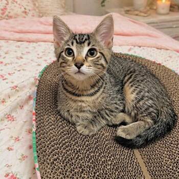 Domestic Short Hair Cats Available for Adoption in Port Richey, Florida - Olive | PetCurious