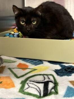 Morris (E23) -  Domestic Short Hair Cat for Adoption in Lafayette, Indiana - Morris (E23) | PetCurious