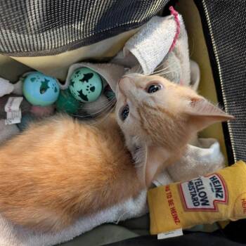 Domestic Short Hair Cats Available for Adoption - Ginger | PetCurious