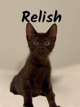 Relish -  Domestic Short Hair Cat for Adoption in Auburn, California - Relish | PetCurious