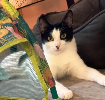 Jasper and JJ (BONDED PAIR) -  Domestic Short Hair Cat for Adoption in Kenhorst, Pennsylvania - Jasper And JJ (BONDED PAIR) | PetCurious