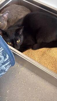 Rescue Domestic Short Hair Cats for Adoption in West Chester, Pennsylvania - Aces | PetCurious