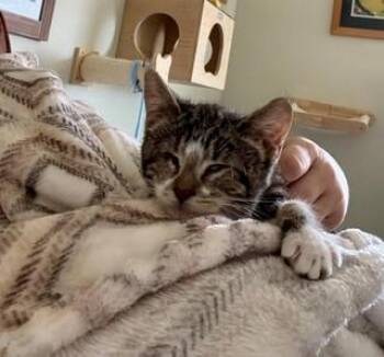 Dolly -  American Shorthair Cat for Adoption in Houston, Texas - Dolly | PetCurious