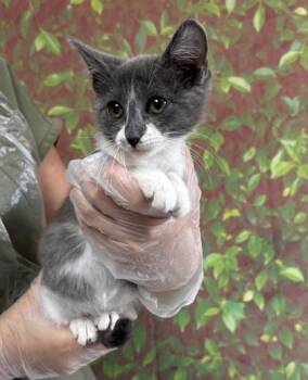 Lawson -  Domestic Short Hair Cat for Adoption in San Antonio, Texas - Lawson | PetCurious
