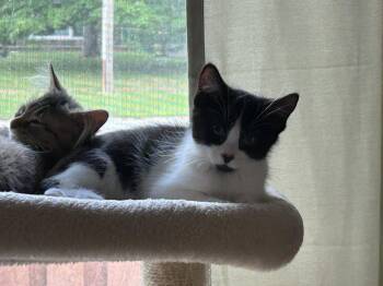 Rocky Road -  Domestic Short Hair Cat for Adoption in Walled Lake, Michigan - Rocky Road | PetCurious