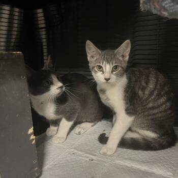 Rescue American Shorthair Cats for Adoption in Collinsville, Oklahoma - Kitty 7 | PetCurious