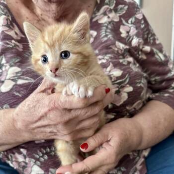 Lewis -  Domestic Short Hair Cat for Adoption in Wichita, Kansas - Lewis | PetCurious