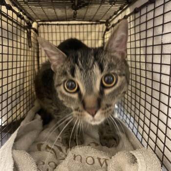 Yodel -  Domestic Short Hair and Mixed Breed Cat for Adoption in Chicago, Illinois - Yodel | PetCurious