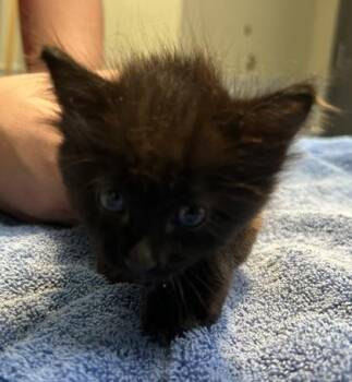 Mjoll -  Domestic Long Hair and Domestic Short Hair Cat for Adoption in Kansas City, Missouri - Mjoll | PetCurious