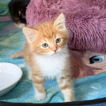 Harry -  Domestic Long Hair Cat for Adoption in Long Beach, California - Harry | PetCurious