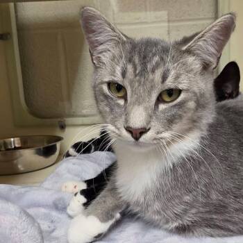 Coconut -  Domestic Short Hair Cat for Adoption in Waynesboro, Pennsylvania - Coconut | PetCurious