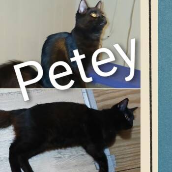 Domestic Medium Hair Cats Available for Adoption in Tuscaloosa, Alabama - Petey - COURTESY LISTING | PetCurious
