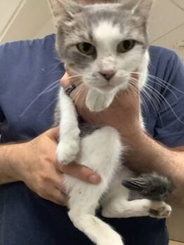 Rescue Domestic Short Hair Cats for Adoption in Fort Worth, Texas - Granada | PetCurious