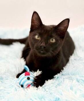 Lumi -  Domestic Short Hair Cat for Adoption in Covington, Louisiana - Lumi | PetCurious