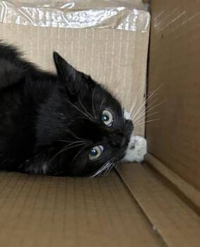 Catalina -  Domestic Short Hair Cat for Adoption in Golden, Colorado - Catalina | PetCurious